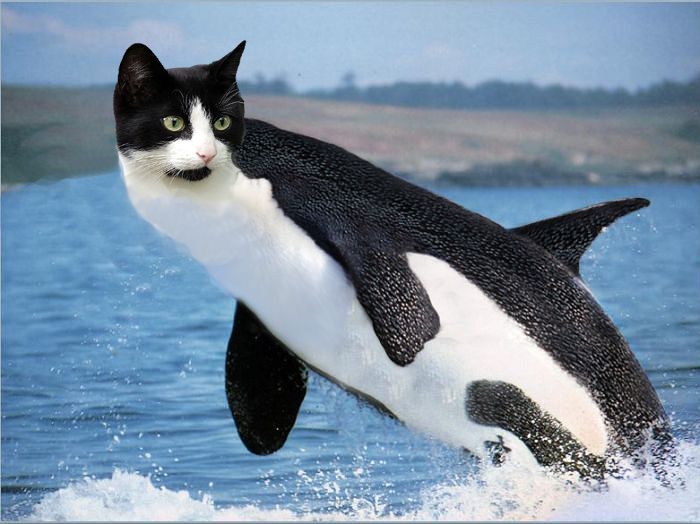 ORCAT